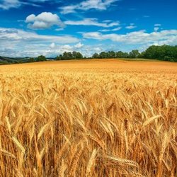 خرید تضمینی ۷.۷ میلیون تن گندم از کشاورزان