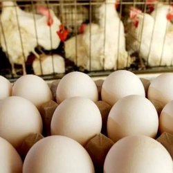 کاهش 40 درصدی مصرف تخم‌مرغ با افزایش قیمت‌ها