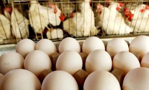 کاهش 40 درصدی مصرف تخم‌مرغ با افزایش قیمت‌ها