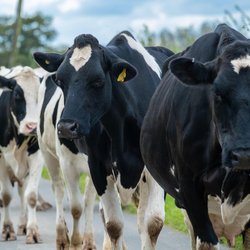 تهدید امنیت غذایی بریتانیا؛ بحران نیروی کار در صنعت لبنیات