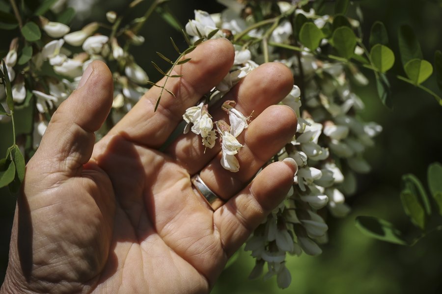 Skorea_Kim_Bees013.jpg