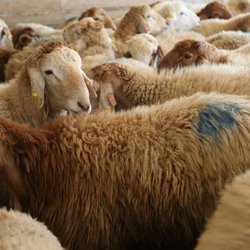 بارندگی‌ها تولید گوشت قرمز را افزایش داد