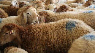بارندگی‌ها تولید گوشت قرمز را افزایش داد