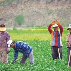 بیمه رایگان زنان روستایی در آذربایجان شرقی