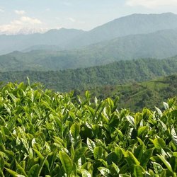 اعلام نرخ خرید تضمینی برگ سبز چای