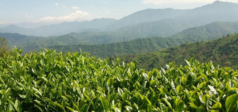 اعلام نرخ خرید تضمینی برگ سبز چای