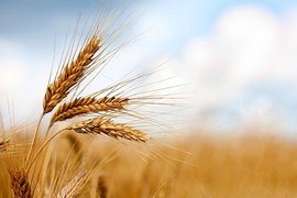 قیمت خرید تضمینی گندم اعلام شد