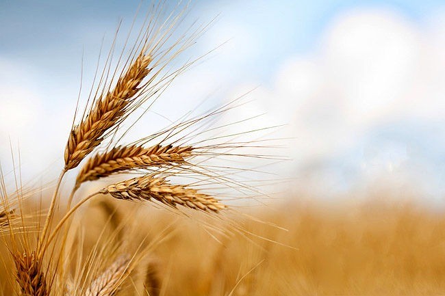 قیمت گندم نهایی می‌شود