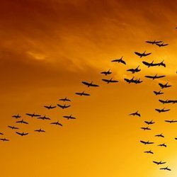 کم‌آبی و سرمای دیرهنگام؛ چالش‌های سرشماری حیات وحش و پرندگان مهاجر در تهران