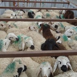 تاکید سازمان بازرسی کشور به برخورد با واردکنندگان متخلف نهاده‌های دامی