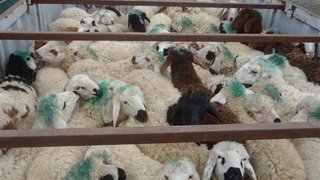 قیمت‌گذاری دستوری، نهاده دام را نایاب کرد