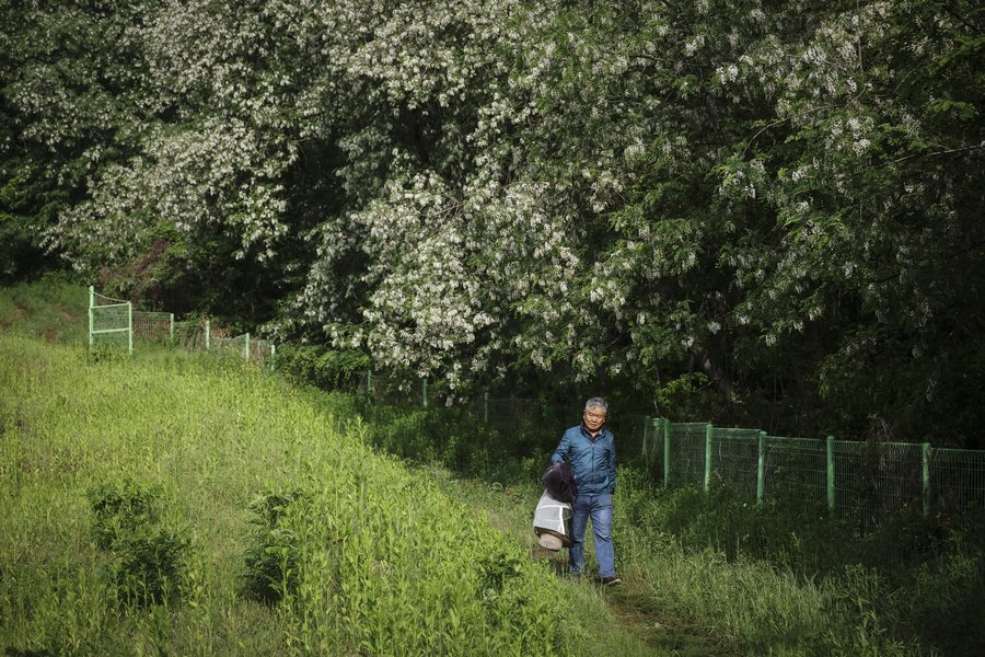 Skorea_Kim_Bees008.jpg