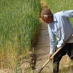 پتروشیمی ها امسال کود مورد نیاز بخش کشاورزی را تحویل ندادند