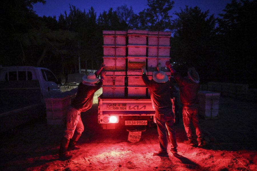 Skorea_Kim_Bees021.jpg