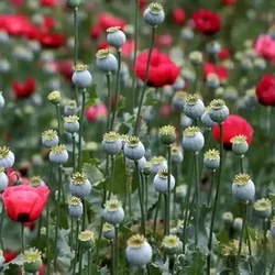 کشت شاهدانه صنعتی و شقایق ایرانی مجاز شد
