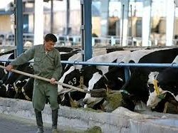 مرگ یک کارگر دامداری بر اثر برق گرفتگی