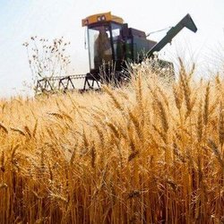 ۲۰ هزار تومان جایزه برای تحویل گندم