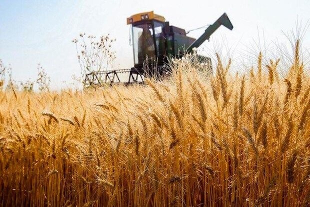 ۲۰ هزار تومان جایزه برای تحویل گندم