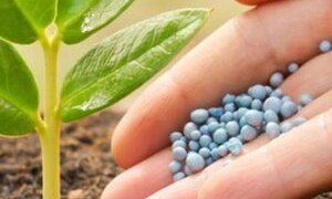 تولید داخلی ۸۵ درصد امنیت غذایی را تأمین می‌کند