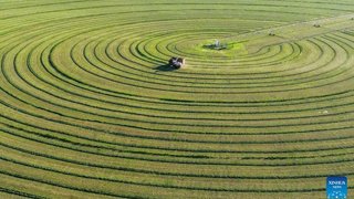 راهنمای بیابان‌زدایی؛ تجربه موفق چین در احیای بیایان