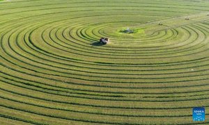 راهنمای بیابان‌زدایی؛ تجربه موفق چین در احیای بیایان