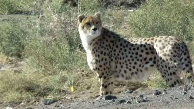 جنسیت «هیوا» یوزپلنگ رها در طبیعت شناسایی شد