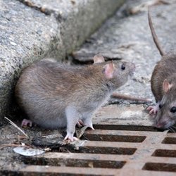 تهران زیر سایه موش‌ها؛ سم دیگر کار نمی‌کند