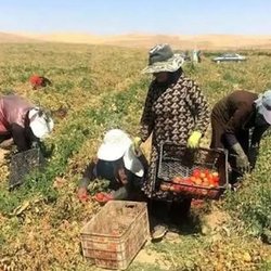 زنان کارگر؛ بدون بیمه، قرارداد و حداقل دستمزد