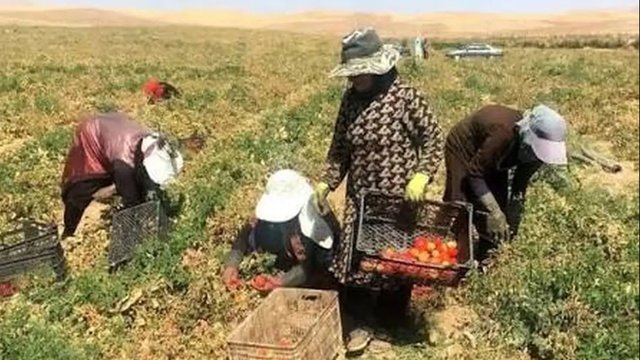 زنان کارگر؛ بدون بیمه، قرارداد و حداقل دستمزد